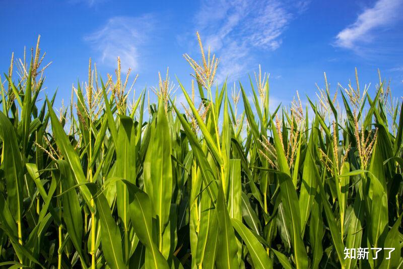生物燃料到底有多环保?以美国的现实情况为例,科学家争议很大