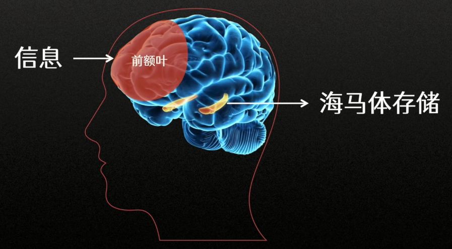 大脑是如何记忆的?大脑记忆工作的构成和运作原理