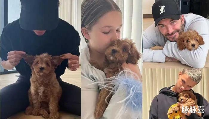 江映蓉|贝克汉姆搂着少女亲啊亲！贝嫂很淡定，网友凌乱了