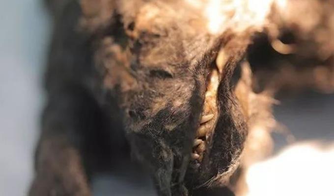 永久冻土融化,发现14300年前动物,科学家:人类该觉醒了