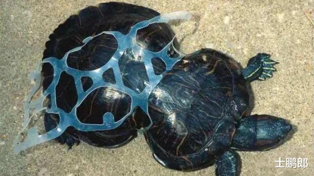 海底3700米下拍到的一张照片,让人不禁疑惑:这还是地球吗?