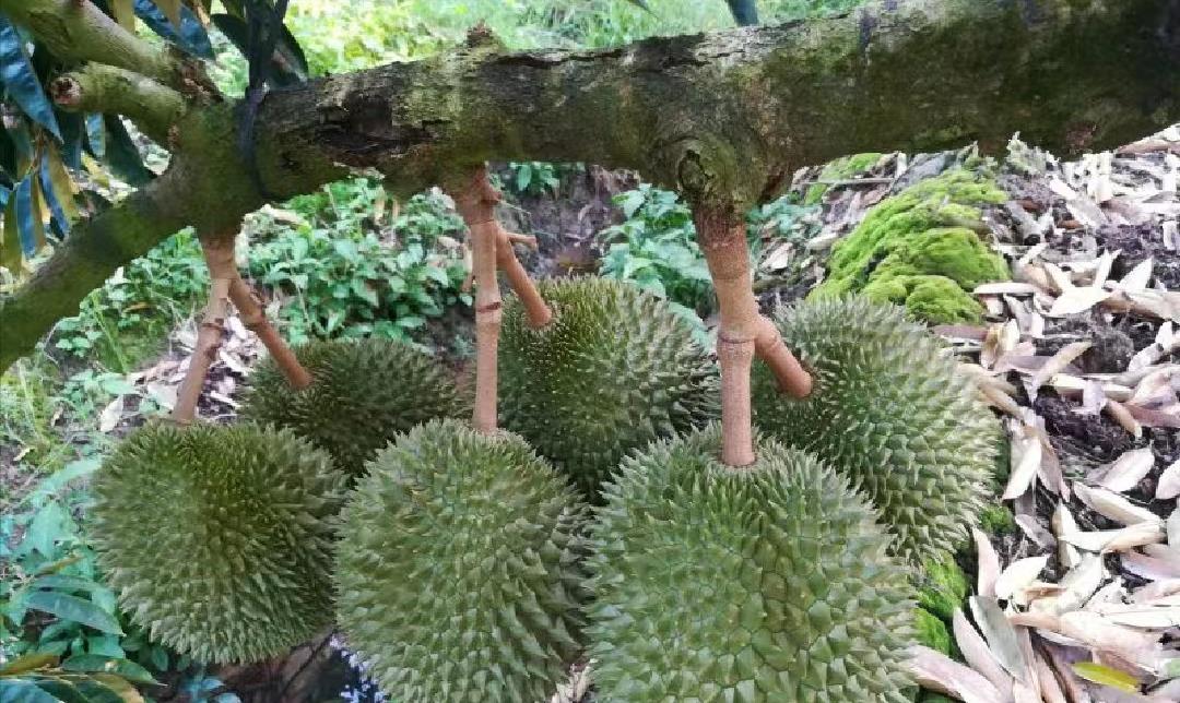 北海|“榴莲自由”倒计时，留给泰国榴莲的时间不多了？