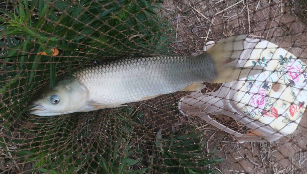 |钓鱼不打窝, 钓到也不多, 王者之战复赛可以全程打窝, 你还不打窝料?