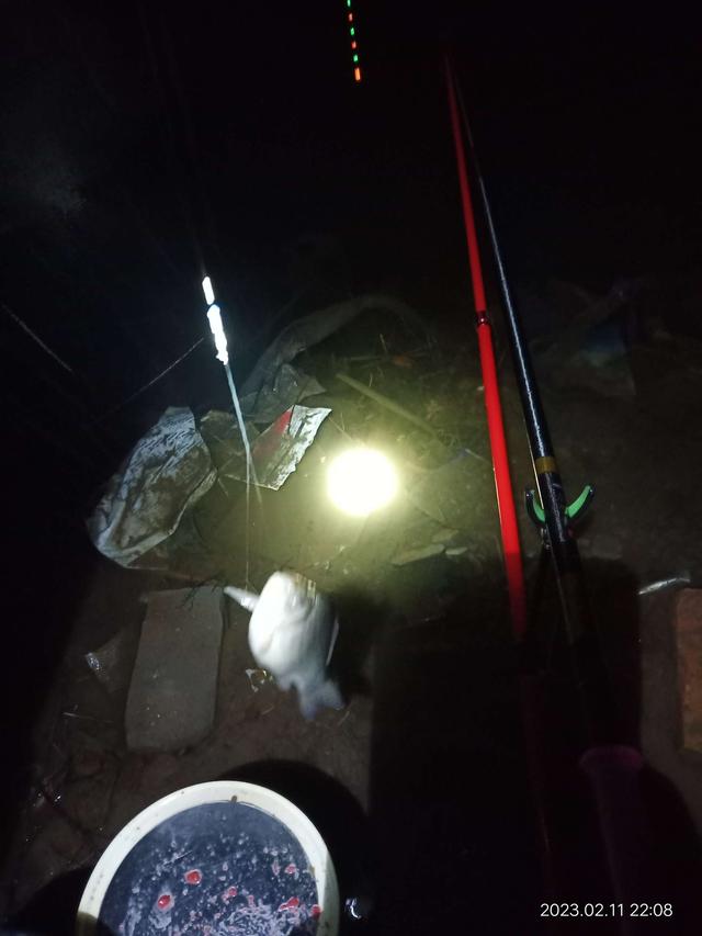 女孩|野生大红板鲫，今年红红火火！