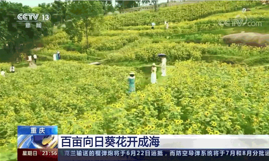 蚌埠|这个夏日我们奔赴田园,在牧歌小镇追太阳