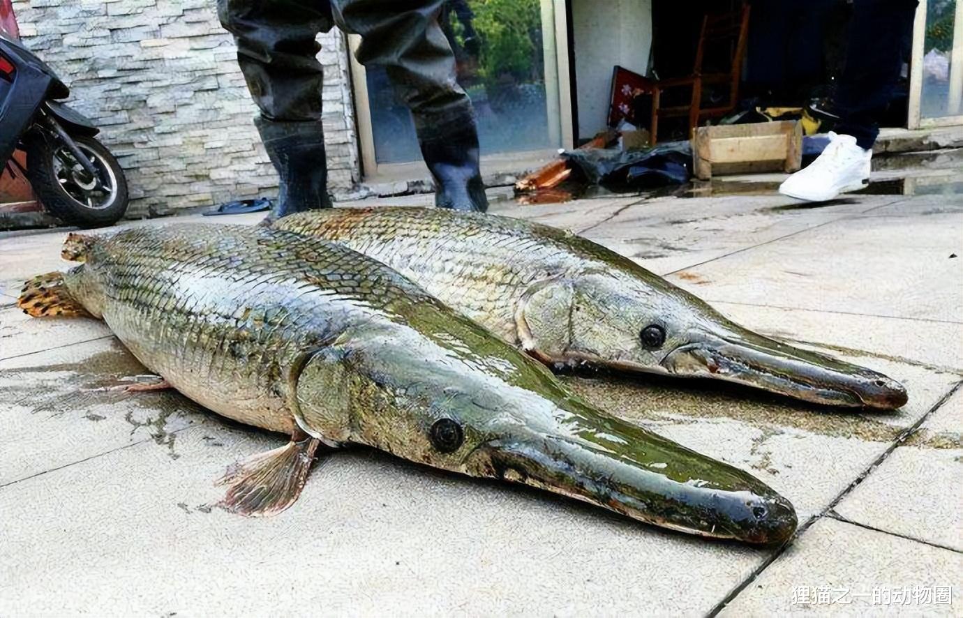 放生？杀生！苏州河频现死鱼，一天捞数吨，不科学放生危害多大？