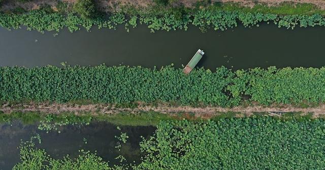 广西|又是一年赏荷季,荷都金湖莲叶田田