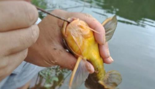 |这样钓鲜美的昂刺鱼很有效,不管白天、黑夜都有大惊喜