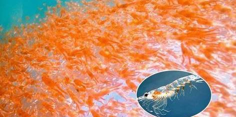 这种虾被叫作“人类未来粮食库”和“地球蛋白库”,或成战略资源