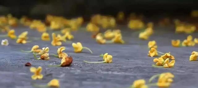 老话“秋败茄子似毒药,秋败丝瓜似良药”啥意思?为啥秋茄子有毒