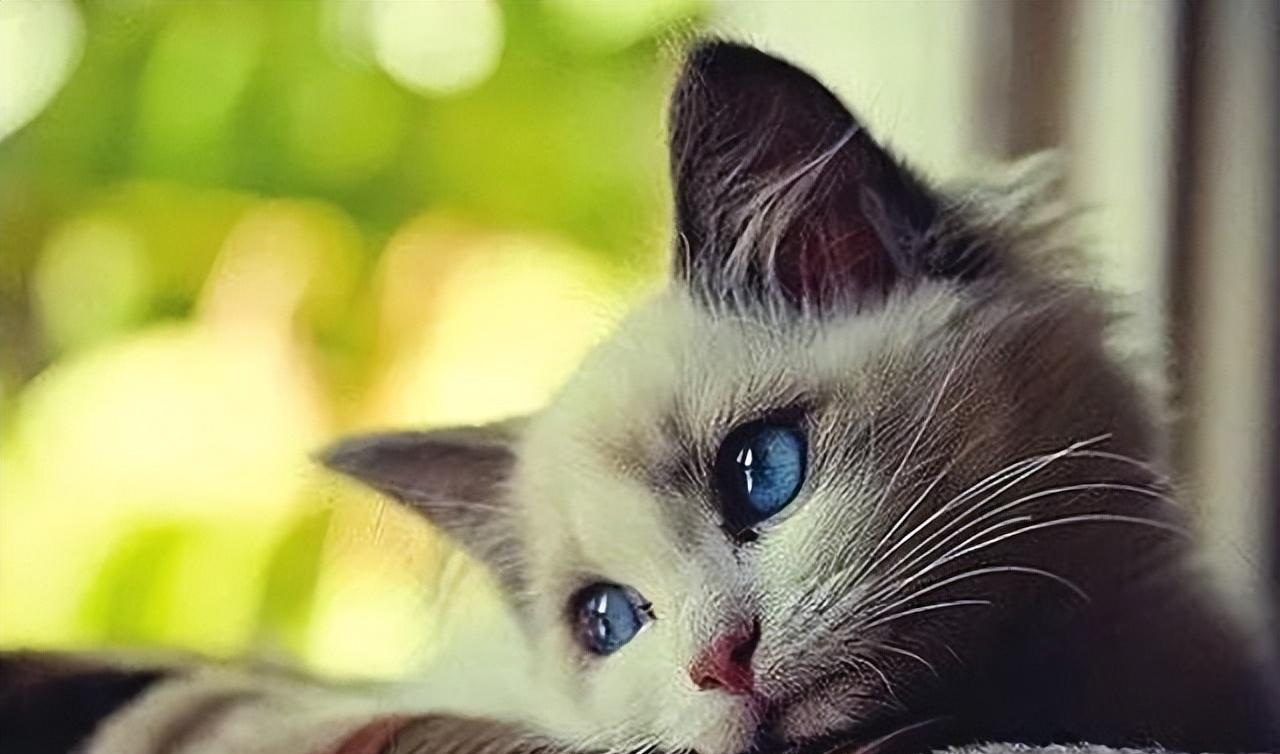 杨幂|历尽挫折，才知道毕业于名牌大学的重要性