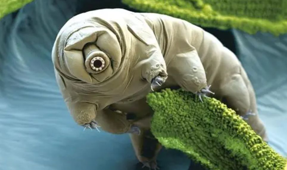 一次失败的探月,将地球最顽强的生物留在月球,它们怎么样了?