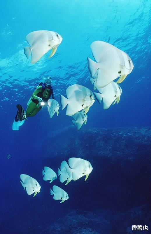 |上班要不要摸鱼？