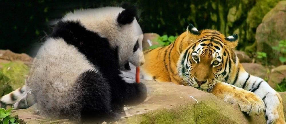 老虎狮子为什么不吃大熊猫?熊猫:去查看一下我以前的名字