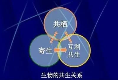 很多人认为野生食肉动物不害怕寄生虫,然而真相出乎我们的意料!