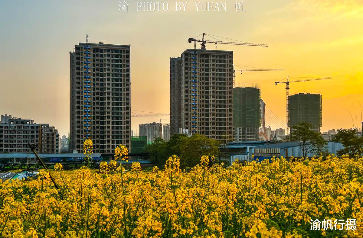 油菜花|重庆有座被菜花装扮的小城，不出城便能看到美景，窗外遍地流金