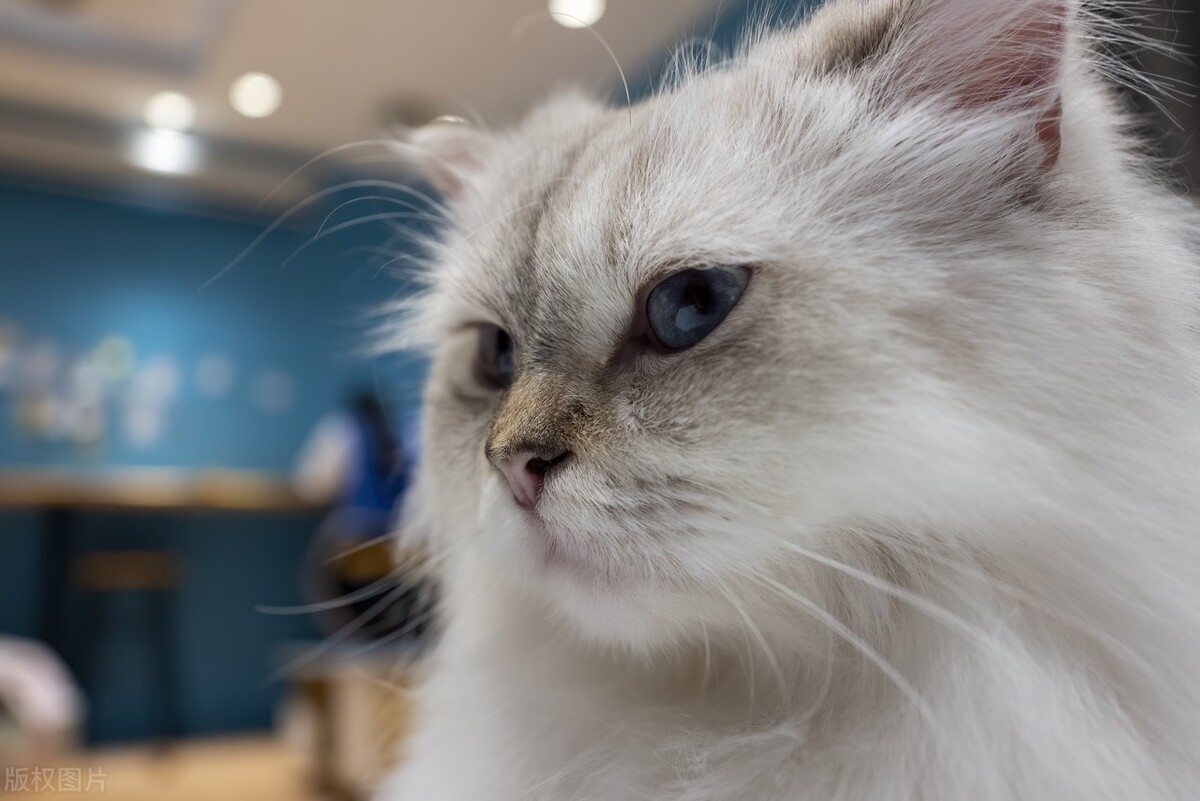 怀孕了，猫就要送人吗？