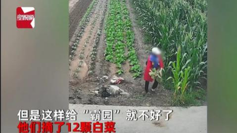 山东烟台，刘先生的父亲去菜地干活时，突然发现原些旺盛的白菜少了许多