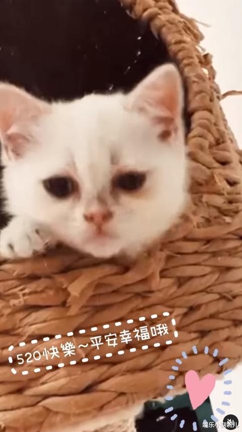 贾静雯|贾静雯突然缺席记者会紧急就医,经纪人:有点严重已返家休息