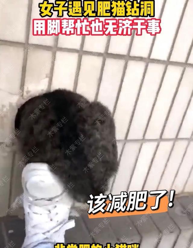 高峰 肥猫钻洞进不去,女子用脚帮忙也无济于事,网友着急:它是想出来