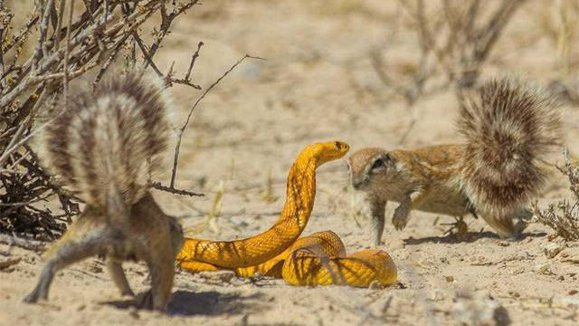 以喜欢戏弄毒蛇而闻名，拥有“多功能”大尾巴的南非地松鼠