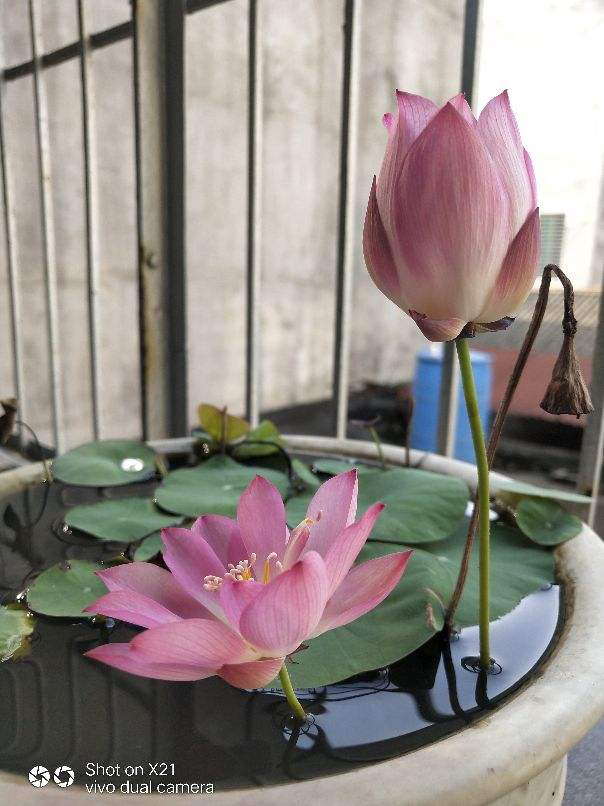 15种养人植物,养在家里身心舒畅,你养过几种