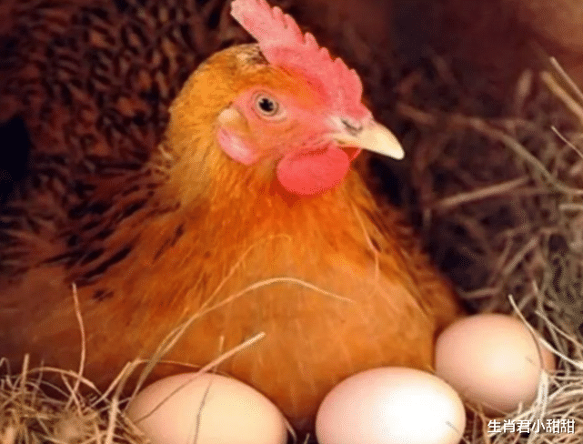 属鸡|工作中有贵人相助，属鸡人遇到困难也不怕，贵人指点顺利化解危机