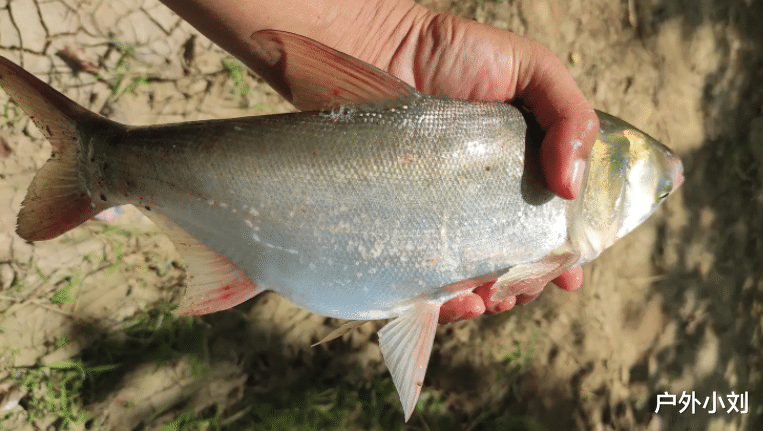鲢鳙|高温正适合钓鲢鳙,鲢鳙的垂钓方法总结
