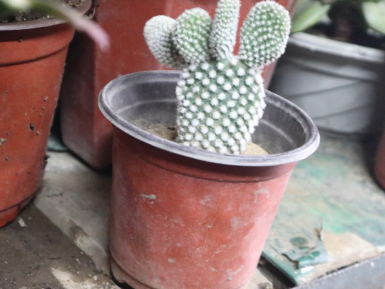 这4种植物寓意很好，代表勇气和坚强，非常适合家里养殖