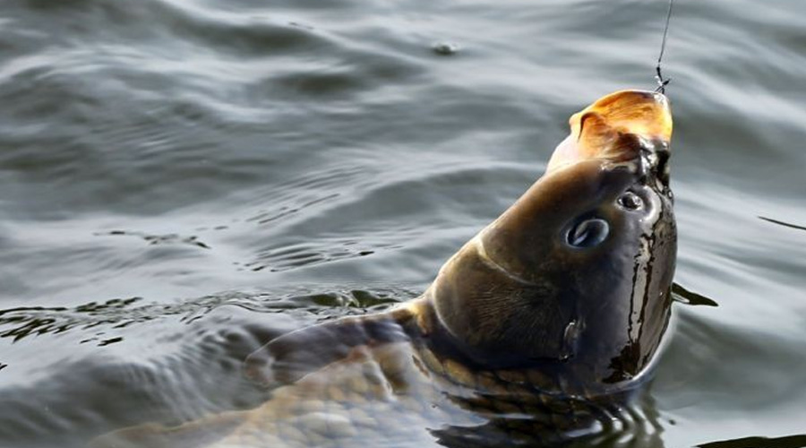 |渔乐杂谈：夏季野外钓鱼安全篇04——?钓具充分准备、渔获保鲜得当