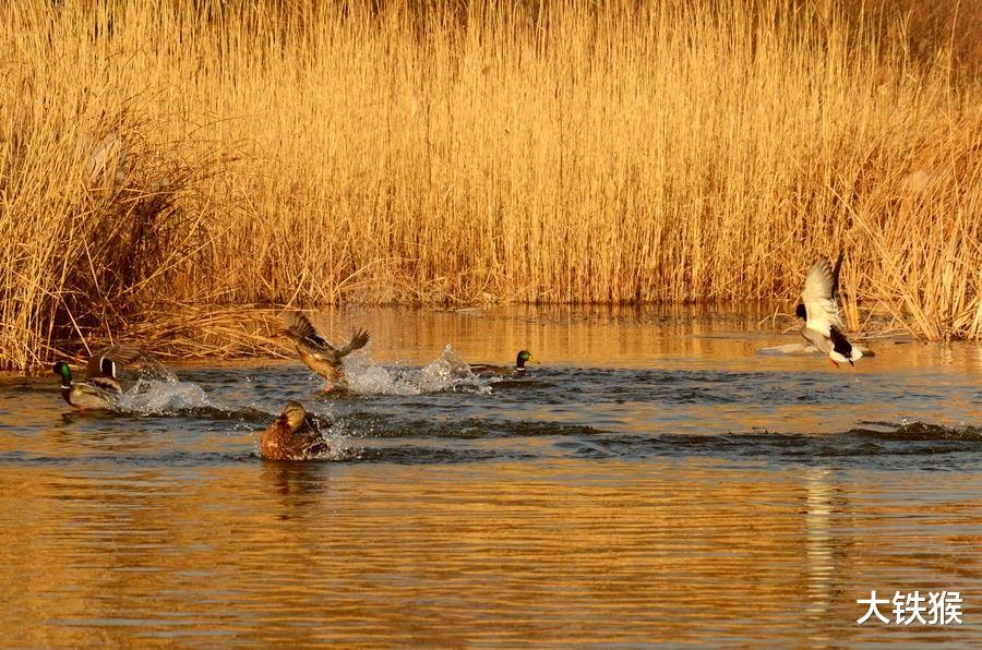 |让大鲫鱼“无处藏身”的五条黄金法则，读懂后大鲫鱼连竿上