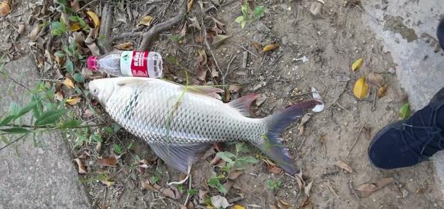 |一天钓几十斤？广西河道土鲮鱼大爆发，钓鱼人：提不动，全放生了