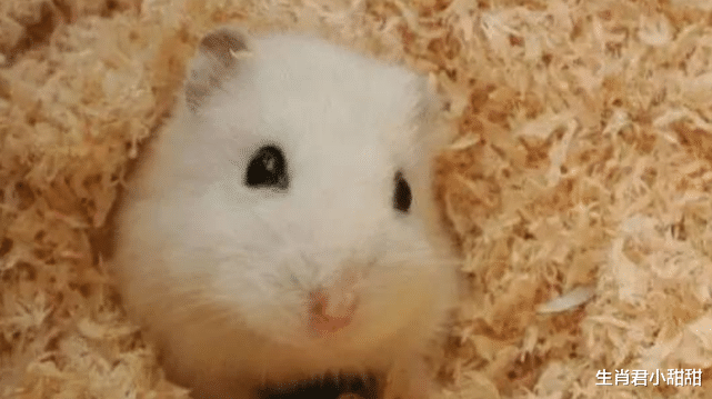 |1月12号到1月31号，生肖鼠披荆斩棘不负众望，机会提携走向成功