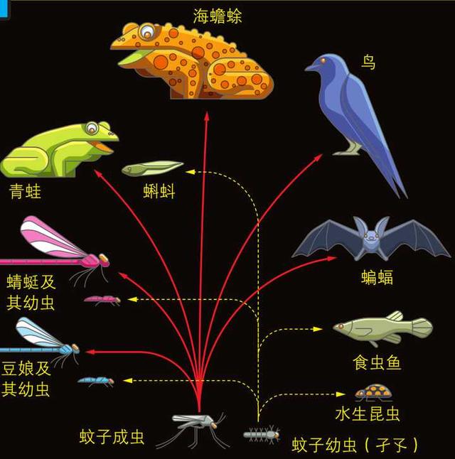 蚊子在地球上究竟有什么用?如果全部灭绝,会有什么严重后果