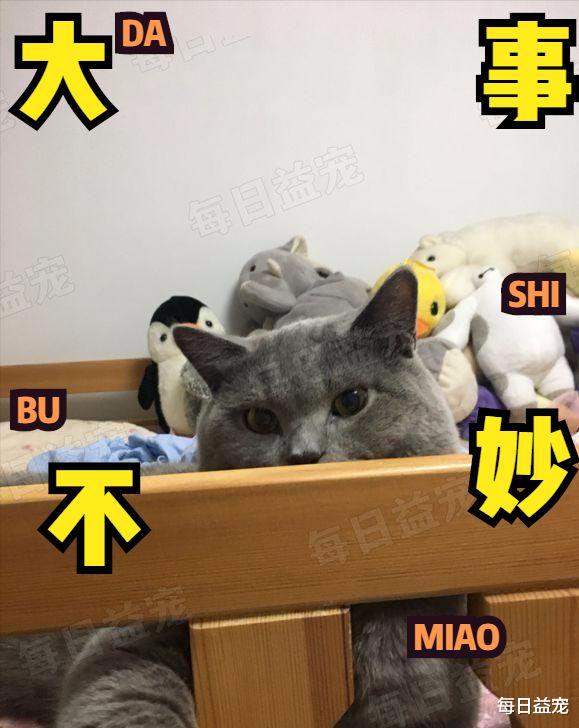 送猫咪去绝育，结果半天没动静，走进手术室一看心碎了！