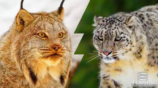 猞猁vs雪豹,当屠狼机器遇到狗熊杀手,谁会笑到最后呢?