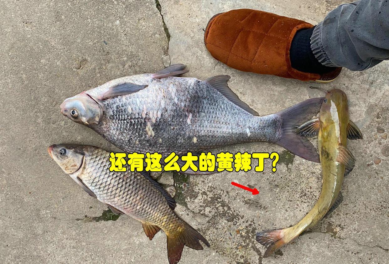 |江西钓友钓到一斤二两重\黄鸭叫\，不识好货险出售，实际是啥鱼？