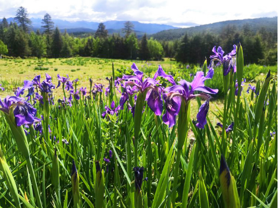 香格里拉|香格里拉大四赏花地，秋天仅剩一处绝美