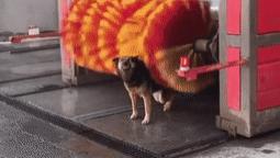 男子赶走站在洗车机下的流浪狗，网友感到好奇，得知原因后狂点赞