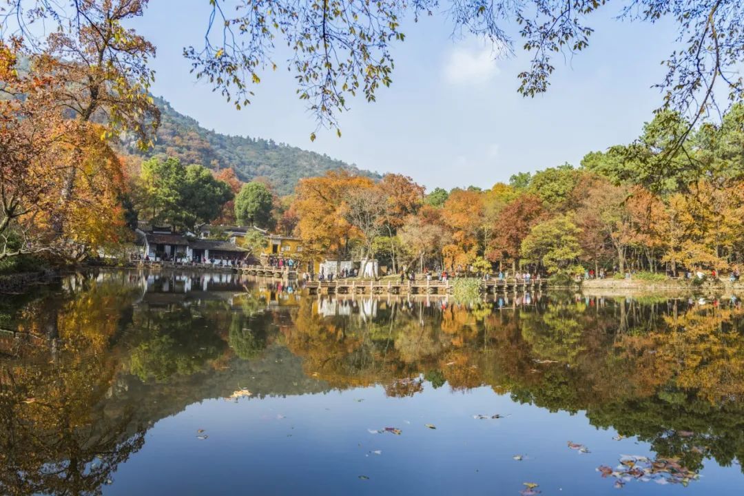 腾冲|再不“枫”狂就下架了！你和这个秋天还差一片红色的距离