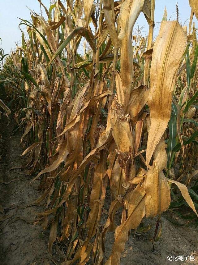 草原|洞庭湖“瘦成了一道闪电”，湖床变广袤草原，大量鱼类干死在河床