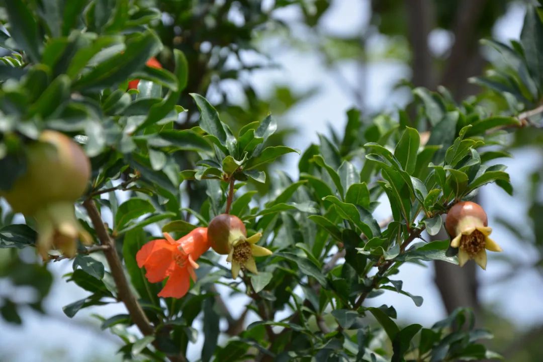 葡萄|女性多吃3种水果,或许可以美容抗衰、滋养皮肤,早吃早获益