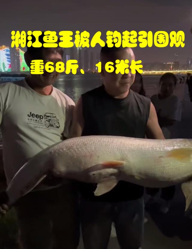 结果呢?湘江一只巨型水虎被钓上来引发热议,知情者透露:当晚就被吃掉了