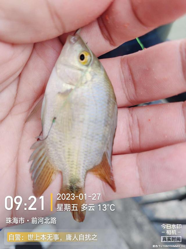 |老地方新收获!“老情人”终究禁不住念叨