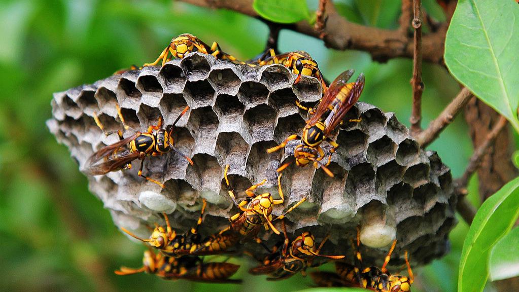 “我好心捅马蜂窝，却要我赔11万？”湖北宜昌，男子赵某捅了个马蜂窝