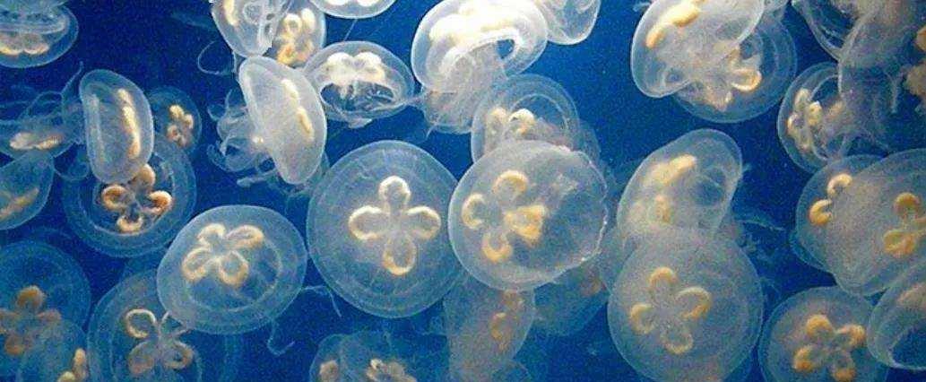 生物进化普遍选择的是衰老,而不是永生,这究竟是为什么?