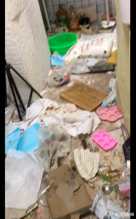网友隔离前将狗狗关进了厨房里，回来后怒火中烧，厨房已变垃圾场