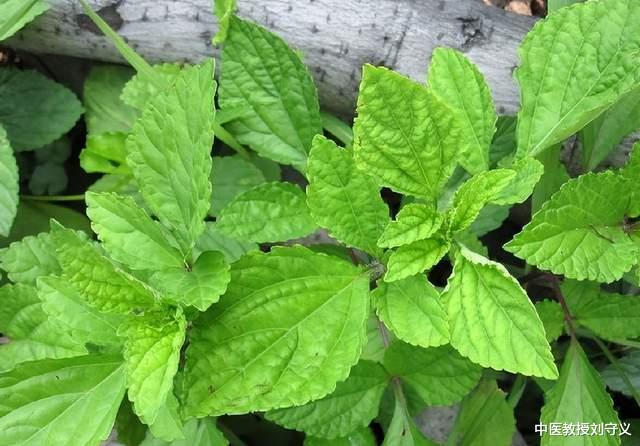 蛋白质|分享一味抗癌良药——石见穿,如水滴石穿一般!消肿散结功效强大