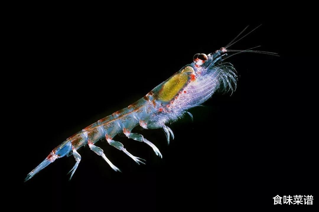 世界上最大的生物群体，堪称“未来粮仓”，总储存量超过了40亿吨