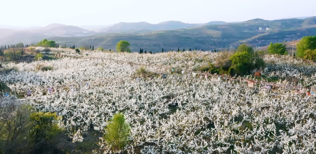 电子商务|【电商案例】铁炉村的黄梨产业路